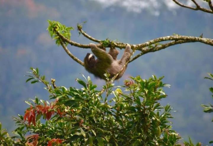 Casitas Eco Bambu Villa Cartago Eksteriør bilde