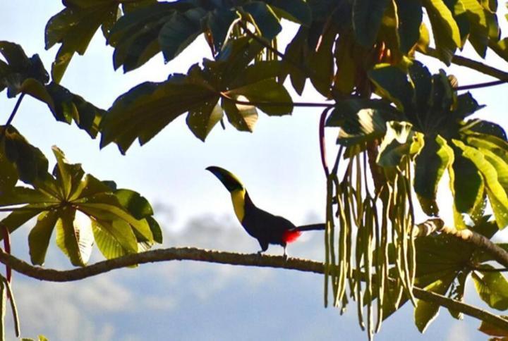 Casitas Eco Bambu Villa Cartago Eksteriør bilde